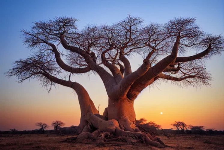 Baobab dans la savane sénégalaise au coucher du soleil